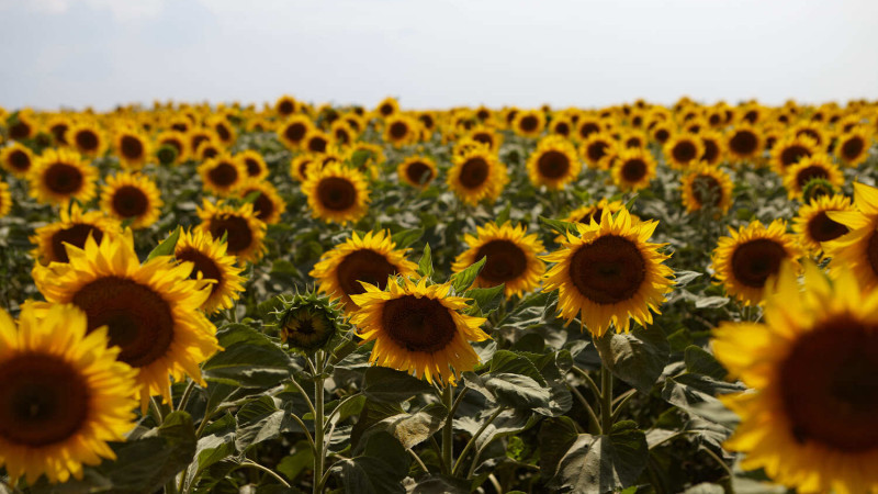Як обирати соняшник для закупівлі: практичні поради