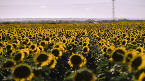 Коли краще продавати соняшник — сезонні тренди закупівель
