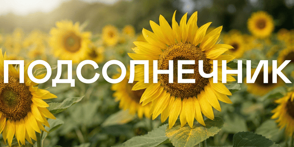 Подсолнечник