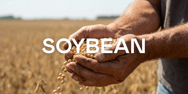 Soybean