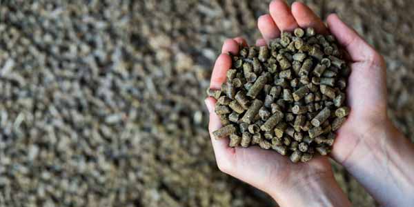 Шрот ріпаковий