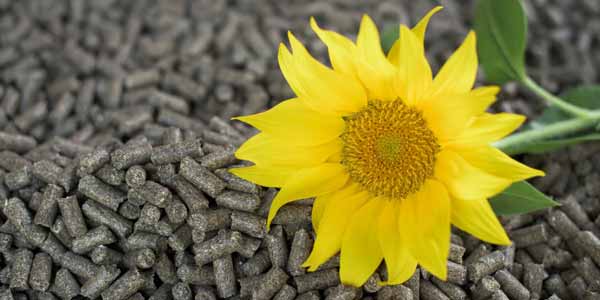 Шрот соняшниковий