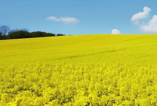Конкуренція культур — соняшник, соя і ріпак: що вигідніше сьогодні
