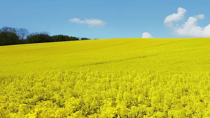 Конкуренція культур — соняшник, соя і ріпак: що вигідніше сьогодні
